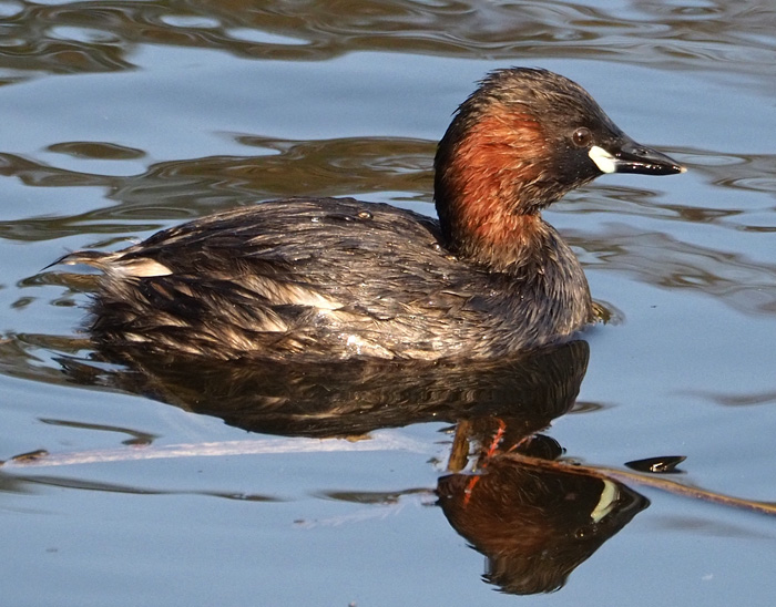Zwergtaucher, Tachybaptus ruficollis
